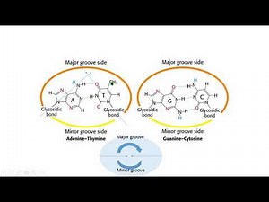 major minor groove surco mayor menor DNA protein interaction biología molecular biology