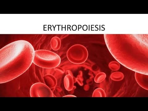 Erythropoicis part-1; Medical physiology BHMS/MBBS 
