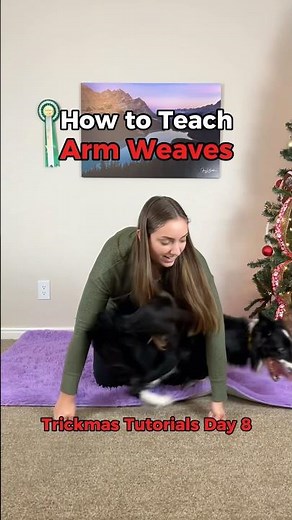 Arm Weaves Dog Trick Tutorial #dogtricks #dogtricktraining #dogtricktutorial