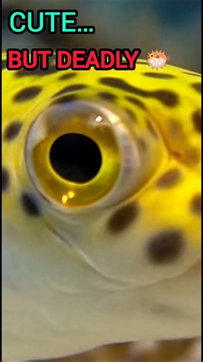 Leopard Pufferfish 🐡 | The Cutest Fish with a Deadly Secret
