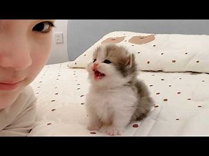 These Adorable Kittens Love Chatting With Their Humans Nonstop 🥰 Cutest Kitten Videos Ever