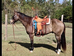 Dark Buckskin Quarter Horse For Sale