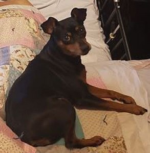 Los Angeles, CA - Miniature Pinscher. Meet COOKIE-Special Needs a Pet for Adoption - AdoptaPet.com