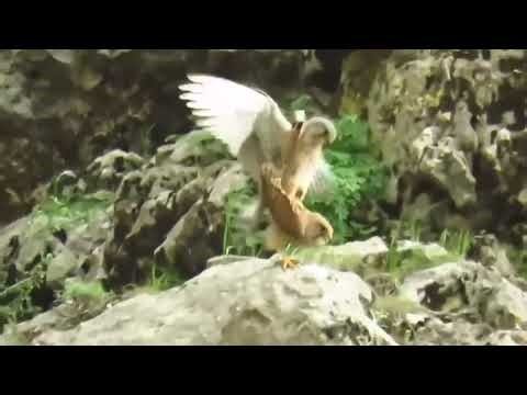 **“The Dance of Predators — Falcon Mating in the Wild”** #sky #raw #moments