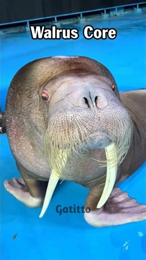 Walrus Core #animalvideos #walrus #shorts