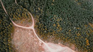 EU Delays Deforestation Regulation Implementation by One Year but Discards Changes