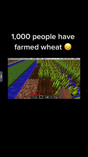Minecraft wheat on TikTok