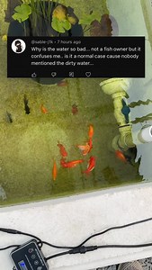 Surface algae does not equal “dirty”, for a glass aquariums it’s not desired because it blocks your view of the Fish, but many people confuse it as a negative thing. Even in very pristine water quality if you blast enough light in there algae will grow. #fish #goldfish #aquarium #ranchu | Luke’s Goldies