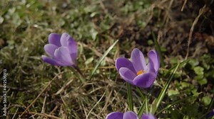 Three Purple crocus growing in the garden in spring time right before easter 4K Close Up
