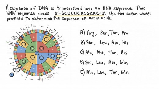 Using a Codon Wheel to Determine a Sequence of Amino Acids