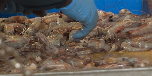 South Carolina shrimping season begins Monday