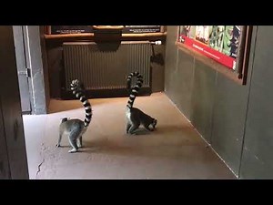 lemur