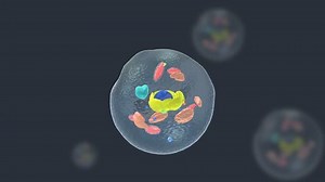 Human cell structure