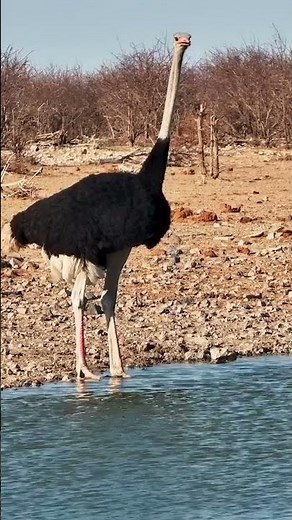 Thirsty Ostrich At Safarihoek #animals