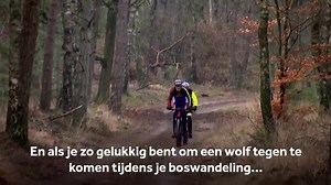 Boswachter Mirte Kruit van Natuurmonumenten geeft in de video hieronder tips over wat je moet doen als je een wolf in het wild tegenkomt. Lees ook: LTO wil teveel aan wolven in Nederland afschieten nos.nl/l/2268528 | Nieuwsuur