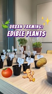 9.8K views · 881 reactions | (SKILLSFUTURE) 1-day Urban Farming Workshop! 2-min walk from Paya Lebar MRT. | SSA Academy | Facebook