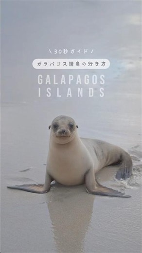 The Ultimate Guide to Getting to the Galápagos Islands Without a Hitch!🗺️ #galápagos #ecuador #tr...