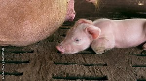 A week-old piglet cute newborn on the pig farm with other piglets, Close-up, livestock