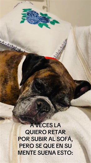 Playful Boxer Dog Moments on the Couch