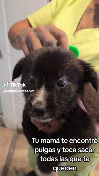 Cómo eliminar pulgas en perros rápidamente