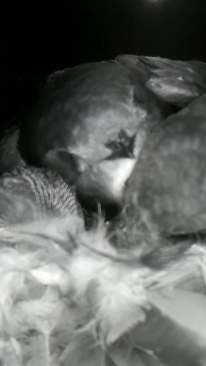 28K views · 545 reactions | A cute little Swift family 殺珞 #wildlife #birdwatching #nature #nestbox #bird #birds #swifts #cuteanimals #livecam #nestboxlive | Nest Box Live | Facebook