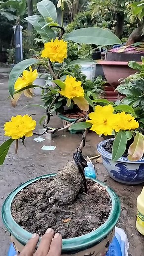 Caring for Azalea Plants: Tips for Vibrant Growth