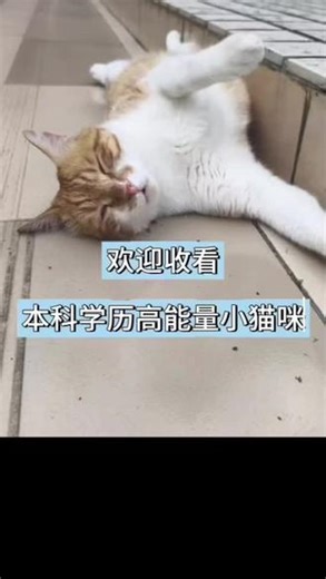 本科小猫吃饭助眠arsm 本视频由人类朋友萨瓦好玩咔制作，雷霆猫咪臭橘大王监制。出镜：世界上最厉害的本大王臭橘，西乡塘第一怂包锅巴友情出演，风雨无阻人类仆人朋友。最终解释权归本大王所有#民大臭橘 #小猫日记 #广西民族大学 #本科学历 #民大从心包锅巴