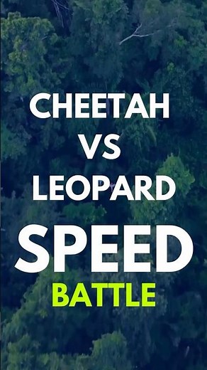 Cheetah vs Leopard: Who’s Really the King of Speed?