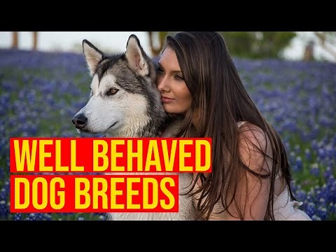 Top 10 Well Behaved/ Docile Dog Breeds You Need To Own