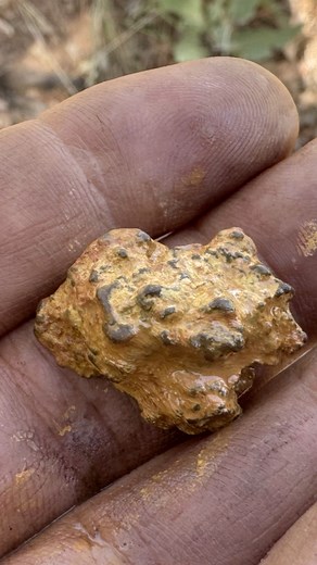 13K views · 339 reactions | Oh that’s a Beauty, what a ripper! Check out the full-length video on my YouTube channel—link is in the comments. #goldprospecting #goldprospectingvideo #australia #northernterritory #terraranger #metaldetectinggold #goldnugget | Matt Grambeau | Facebook