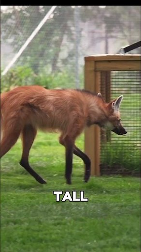 Maned Wolf – The Stilt-Legged Fox #shorts #animals #wildlife