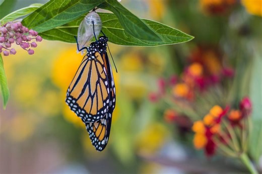Do monarch butterfly sightings have meaning?