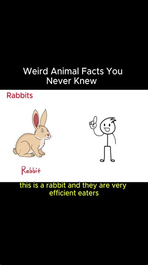 Rabbits: The Gentle Creatures Built to Die First 🐇 | Fragile Bodies, Silent Panic, Evolution’s Cruel Joke #Rabbits #AnimalLore #NatureIsCruel #WildlifeFacts #Explained