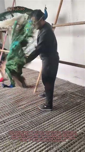 The Ancient Trick to Catch a Peacock! A Simple, Low-Cost Method from Traditional Wisdom