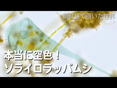 本当に空色！ソライロラッパムシ(Stentor coeruleus) 【基本淡水のベントスだけど遊泳も行う】