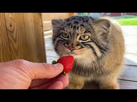 Rescued Pallas's Cat Goes From Grumpy to Loved | Heartwarming Journey