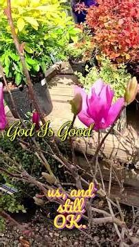 #God #Jesuschrist #love #Godisgood #Jesus #church #plantoftheday #Bible #Lord #Jesuslovesyou