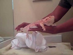 Bearded dragon Unboxing