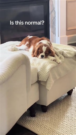 Dog's Hilarious Sleep Glitch: Is He Dreaming?