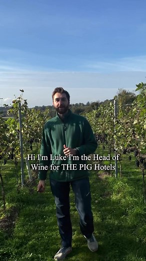 4.7K views · 32 reactions | Last week, our team over at THE PIG-in the South Downs took to the vines of our vineyard, Alpaca Block, to pick our homegrown grapes – marking a momentous beginning in our winemaking journey. Mid-picking, we caught up with Luke, Head of Wine, to tell us more... #thepighotel #thepiginthesouthdowns #vineyard #harvest | THE PIG Hotel | Facebook