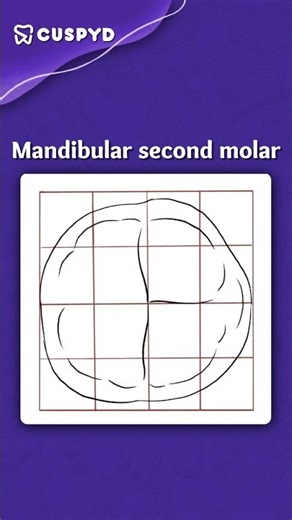 Draw Mandibular 2nd Molar