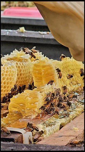 Khmer honey bee. | Funny beehive