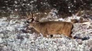 505 reactions · 656 shares | How rutted up is this buck!?! Giant bodied North Sask whitetail, is he a shooter? | Canadian Whitetail | Facebook