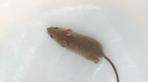 mouse running, view from above over white background