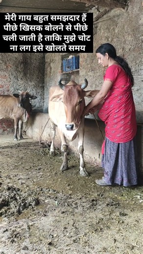 cow videos 🐄 gay ki video cow baby video cow trending video cow viral video cow farming video animal