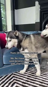 Huskys Attitude Is Everything