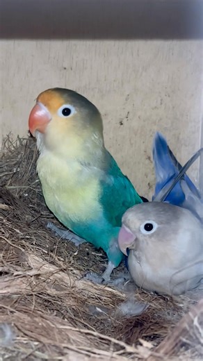 African lovebirds 🐦| #africanlovebirds #africanlovebirdbreeding #lovebirds #birds #ytshorts #shorts