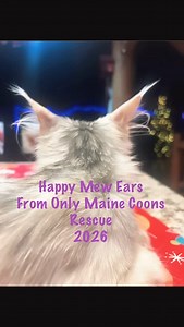 Only Maine Coons Rescue on Reels