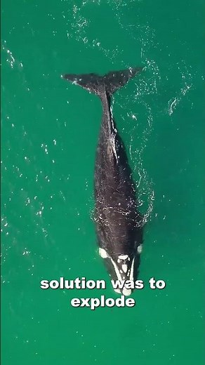 1970 Oregon Whale Explosion! 😱 Flying Whale Disaster