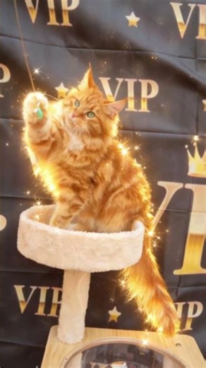 vip cat mainecoon biggest cat breed in the world🧿🧿🧿🧿🧿🧿